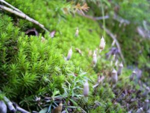 売れる苔の種類や金額は 取るのに必要な道具と売り方のコツを紹介